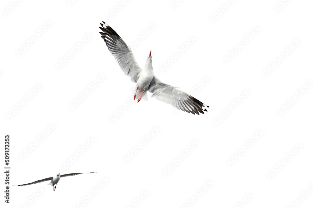 Obraz premium seagull in flight