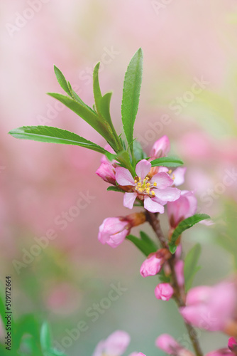 almond branch with pink flowers and leaves on a green lawn background
