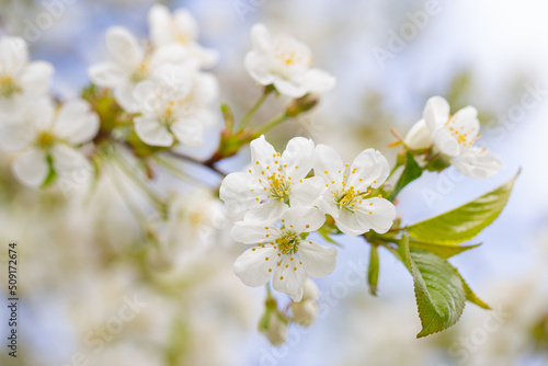 cherry and pear branch with white flowers and leaves on a blue sky background © Елена Челышева