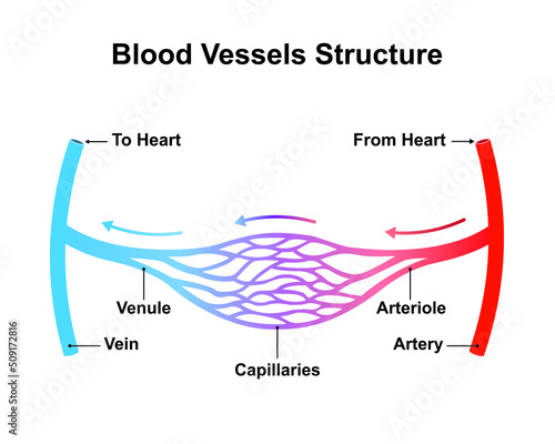 Scientific Designing of Blood Vessels Structure. Capilary Blood Flow in Circulatory System. Colorful Symbols. Vector Illustration. photo