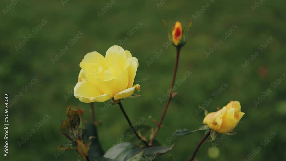 A beautiful flower of bright yellow color stands in the middle of a green meadow. Cool close-up of the plant A beautiful flower of bright yellow color stands in the middle of a green meadow. Cool close-up of the plant