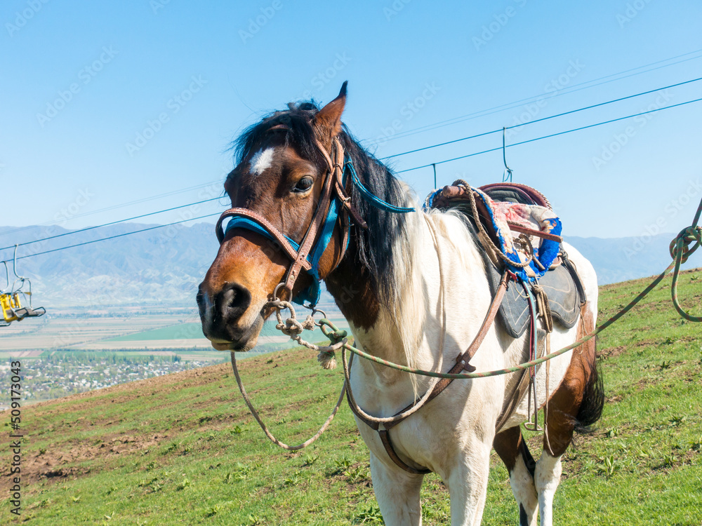 Horse in the mountains. In a simple village harness. Against the backdrop of the cable car. Kyrgyzstan, recreation center Orlovka. Horse in the mountains. In a simple village harness. Against the backdrop of the cable car. Kyrgyzstan, recreation center Orlovka.