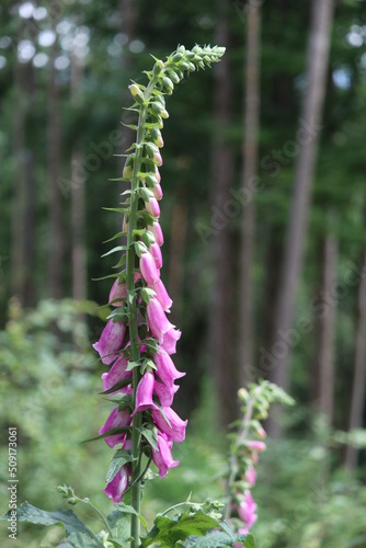 red foxglove (Digitalis purpurea) in the wild forest