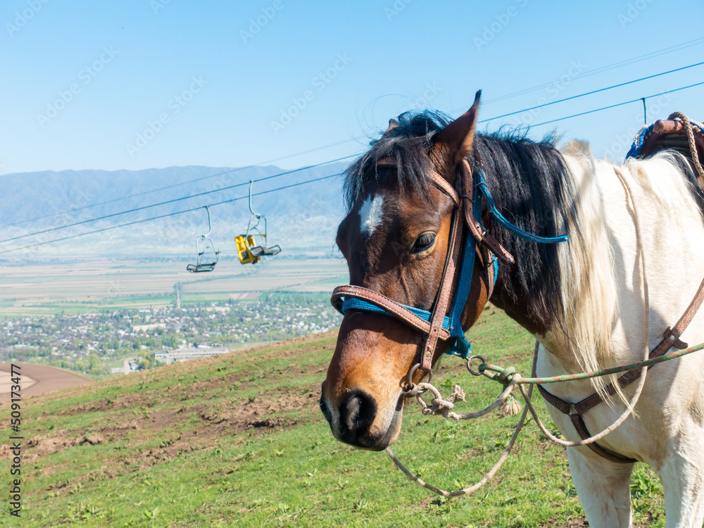Horse in the mountains. In a simple village harness. Against the backdrop of the cable car. Kyrgyzstan, recreation center Orlovka. Horse in the mountains. In a simple village harness. Against the backdrop of the cable car. Kyrgyzstan, recreation center Orlovka.