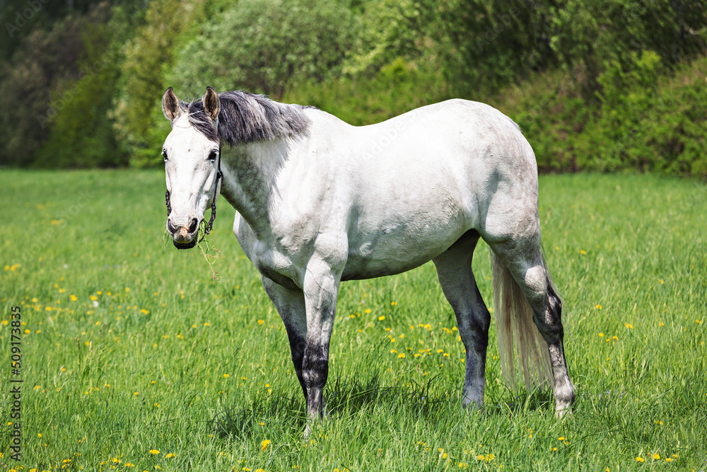 White horse on a green field