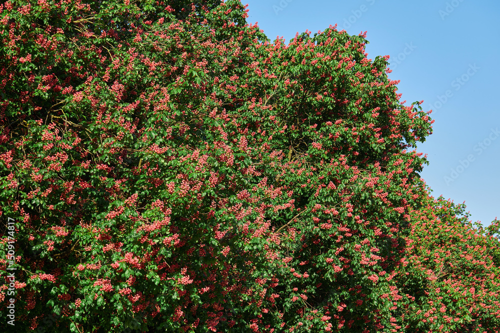 Naklejka premium Red Horse-chestnut flowers (Aesculus carnea, Hybrid Aesculus hippocastanum, Aesculus pavia) in spring