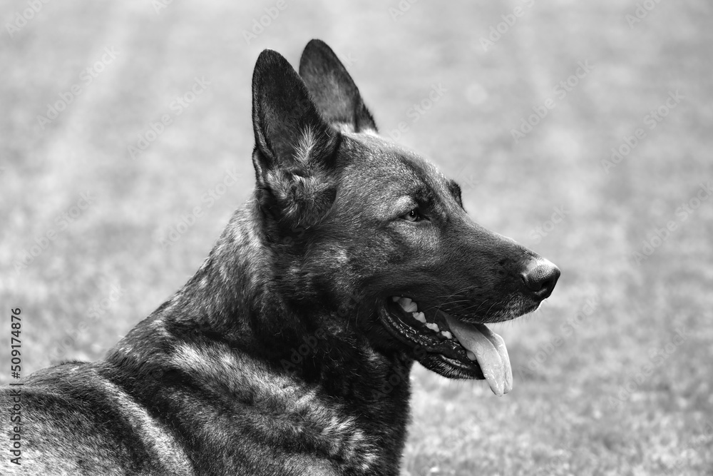 Black and white shot of a very watchful German Shepherd in the wild, taking care of his owner