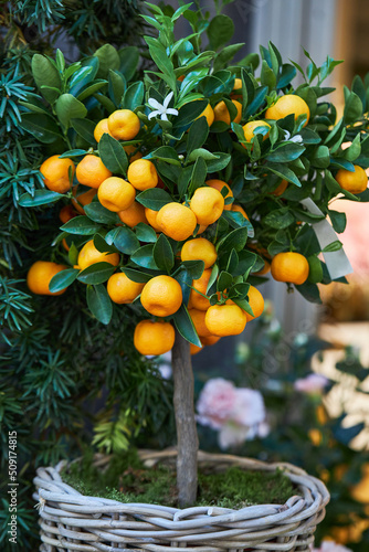 Citrus plant Calamondin, Citrofortunella microcarpa, madurensis with ripe small orange fruits in a pot.