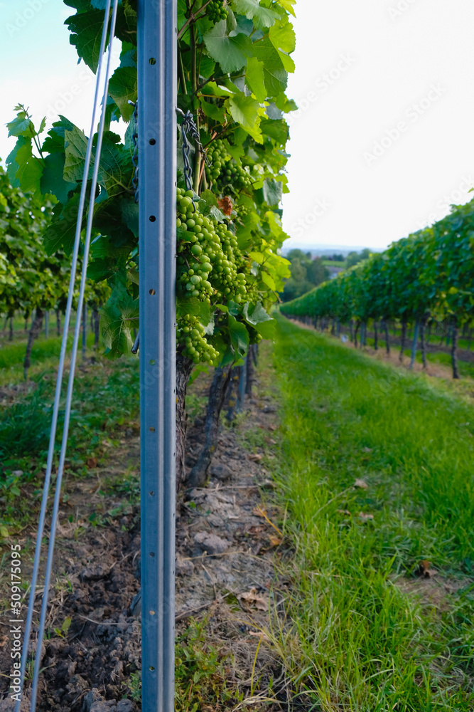 Fototapeta premium Grape support. Riesling plantation in Germany. Shot against the sun. Vertical image.