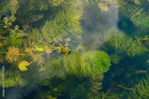 Chara algae, green algae. Underwater. Top view. 