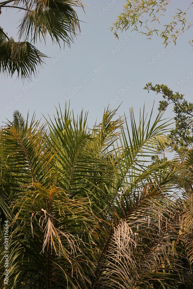 palm tree on the beach
