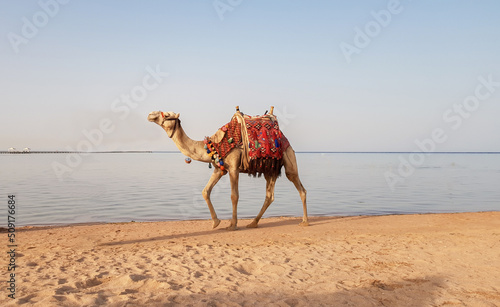 A camel walks along the Red Sea beach in Egypt. Camel on the seashore. Amazing view.