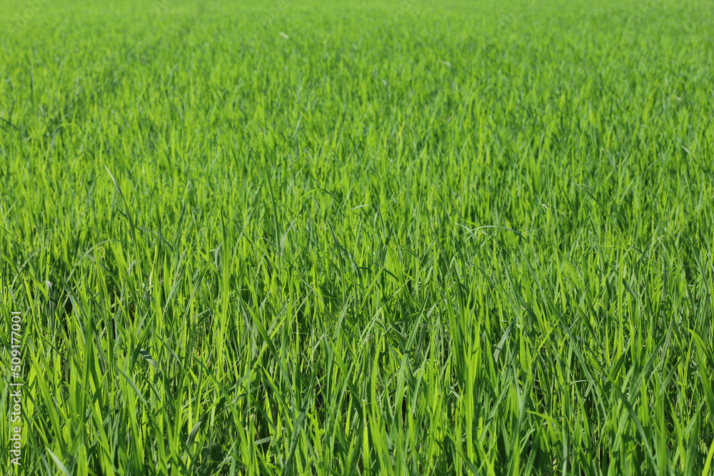 Baby Green rice field in countryside at thailand Baby Green rice field in countryside at thailand