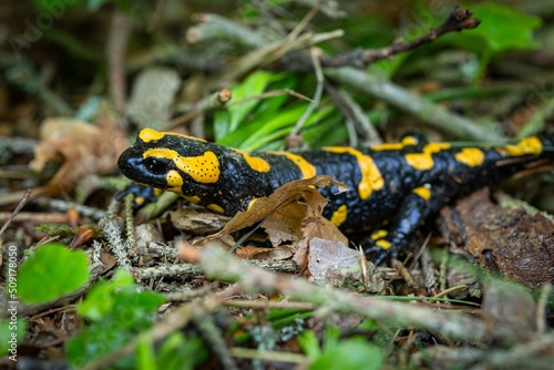 A black and yellow amphibian, a salamander, crawling on the ground covered with little brown twigs and green and dry leaves.