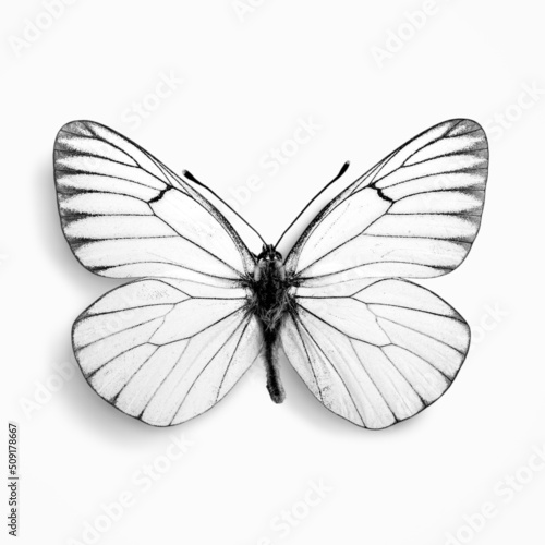 Black and white tropical butterfly on background
