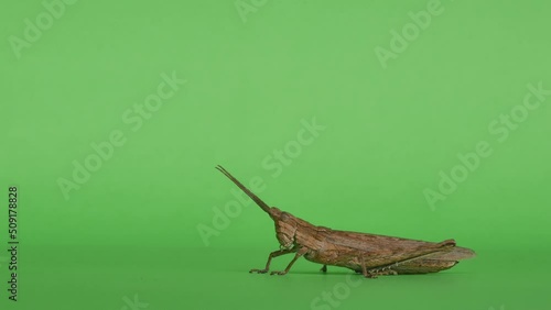 Short horned grasshopper Coryphistes ruricola jumping on green screen photo