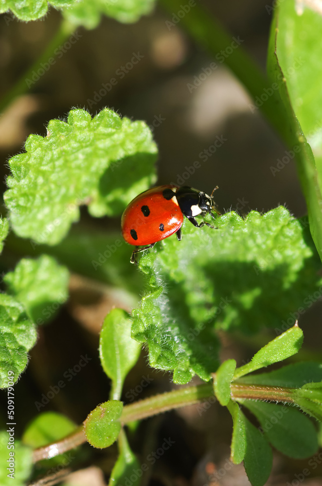 Ladybug sitting on top of a green plant. Insects. Ladybug sitting on top of a green plant. Insects.