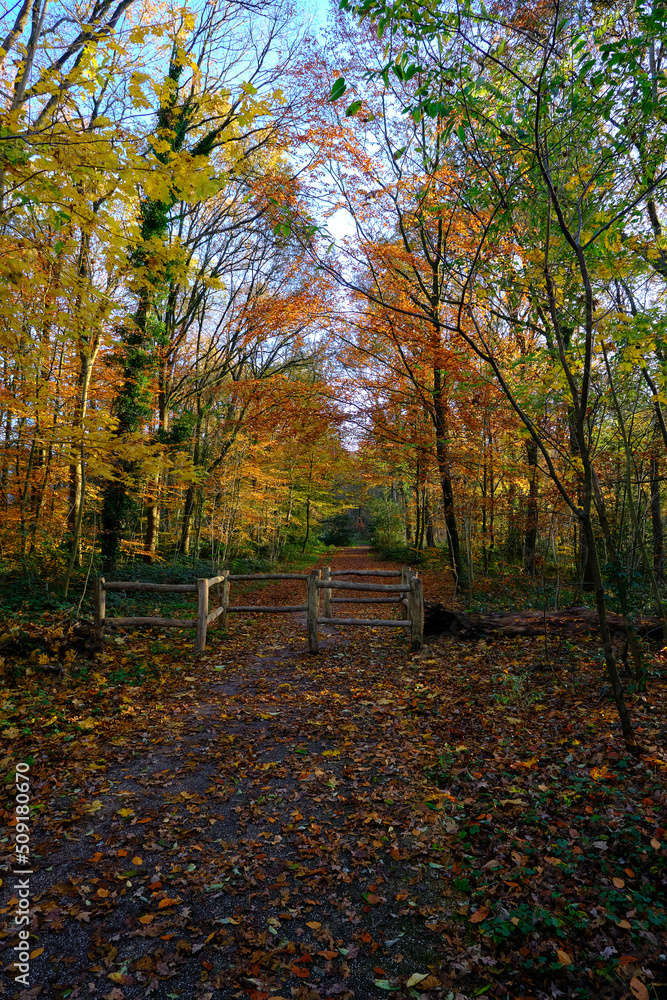 Autumn forest alley with a fence gate, the trees have beautiful colored leaves with the colors yellow orange red. Blue sky after the rain. The Netherlands, Amersfoort 2021