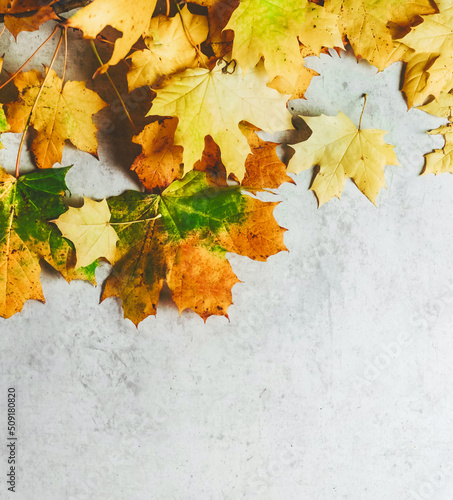 Autumn background with yellow maple leaves on grey background. Seasonal backdrop. Top view with copy space.