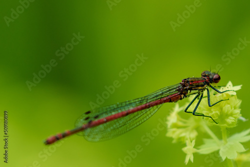 Macro view of dragonfly on a leaf