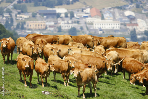 Wallpaper Mural Transhumance de vaches, pastoralisme Torontodigital.ca