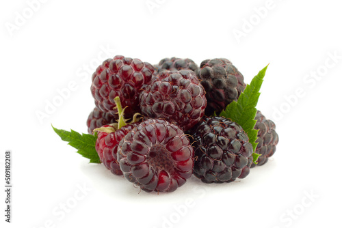 Cumberland hybrid raspberry and blackberry