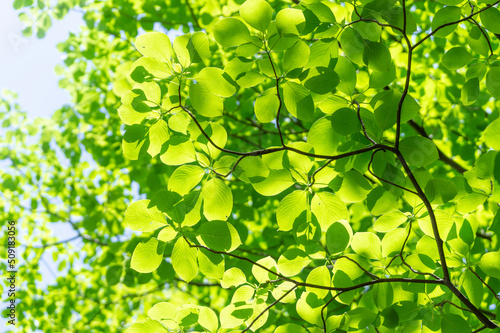 新緑の緑と爽やかな木漏れ日 © officeU1