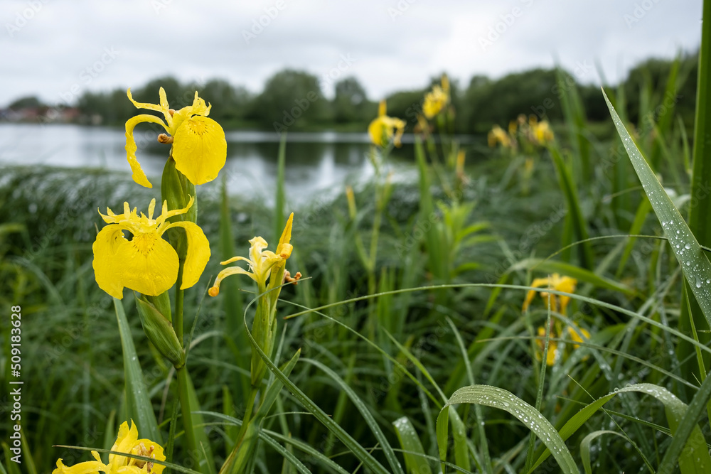 Fototapeta premium Blooming yellow iris pseudacorus among the greenery on the shore of the reservoir, on a spring day.