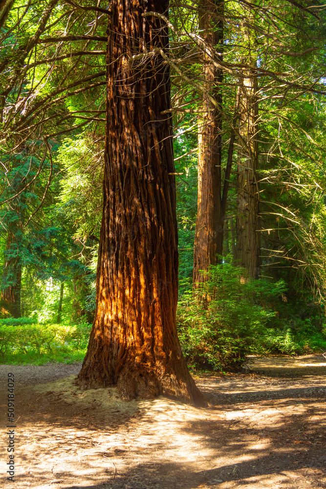 Large sequoias with red trunks on the edge of a forest lit by the sun. Large sequoias with red trunks on the edge of a forest lit by the sun.