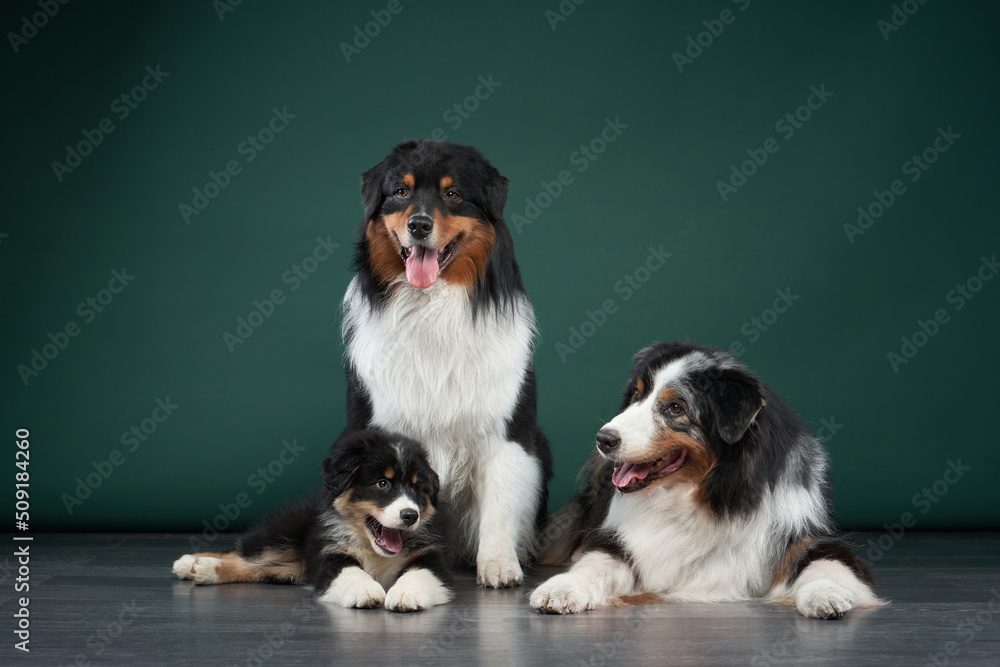 family of dogs together. Puppy and adult pet. Australian Shepherds, Aussies in the studio on a green background