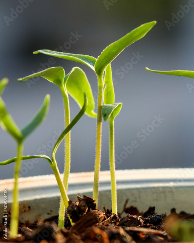 plant growing in a plant