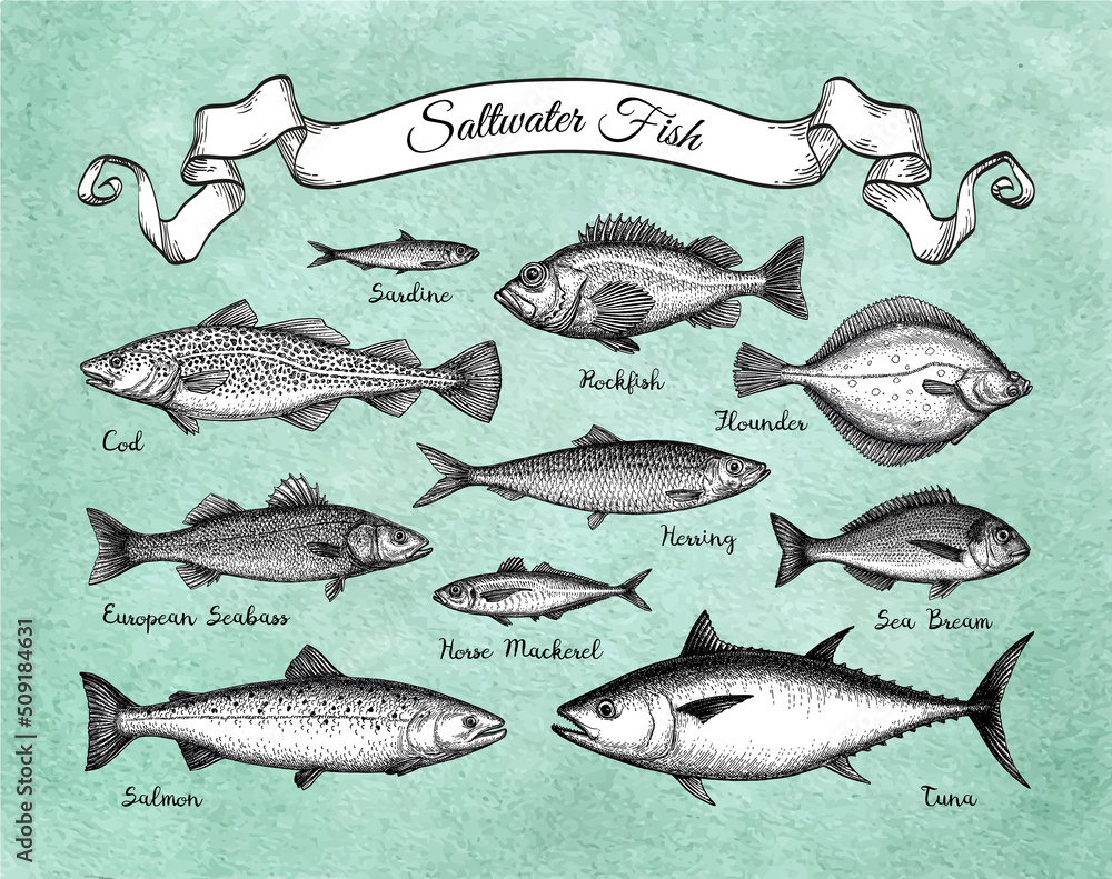 Obraz premium Saltwater fish set.