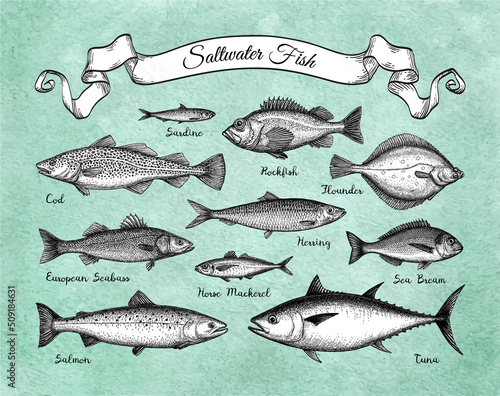Saltwater fish set.