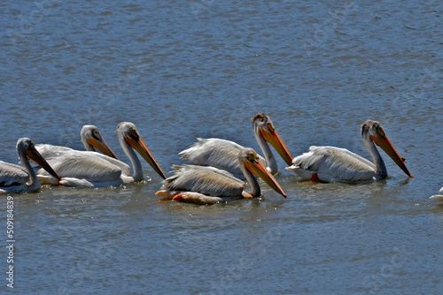 American white pelicans relax in estuary, Palo Alto Baylands Nature Preserve, California  photo