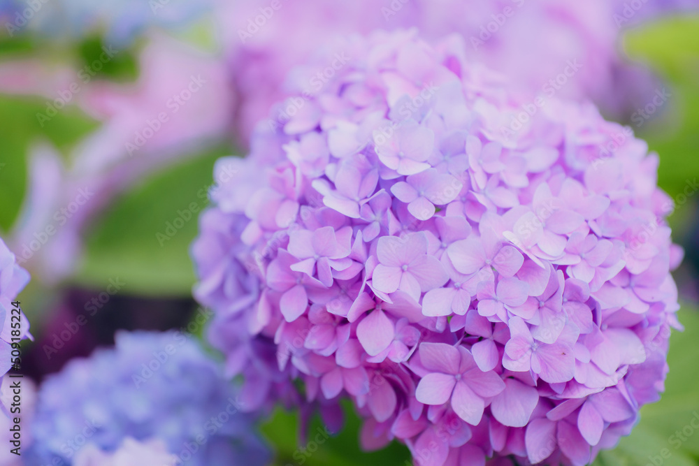 Hydrangeas of different colors bloom in June Hydrangeas of different colors bloom in June