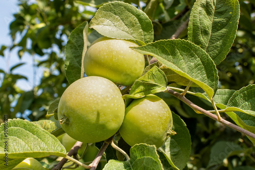 Three ripe green apples on a branch (on a tree) with leaves close-up in the garden in the soft sunset sun.