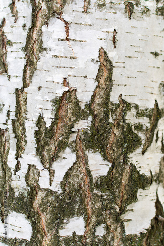 The texture of the bark of an old birch tree in close-up. A template for the design. Vertical photo.