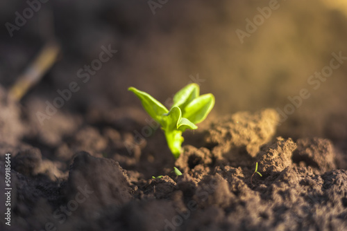 Young beans sprout from the ground, the sun's rays shine on the young leaves of beans