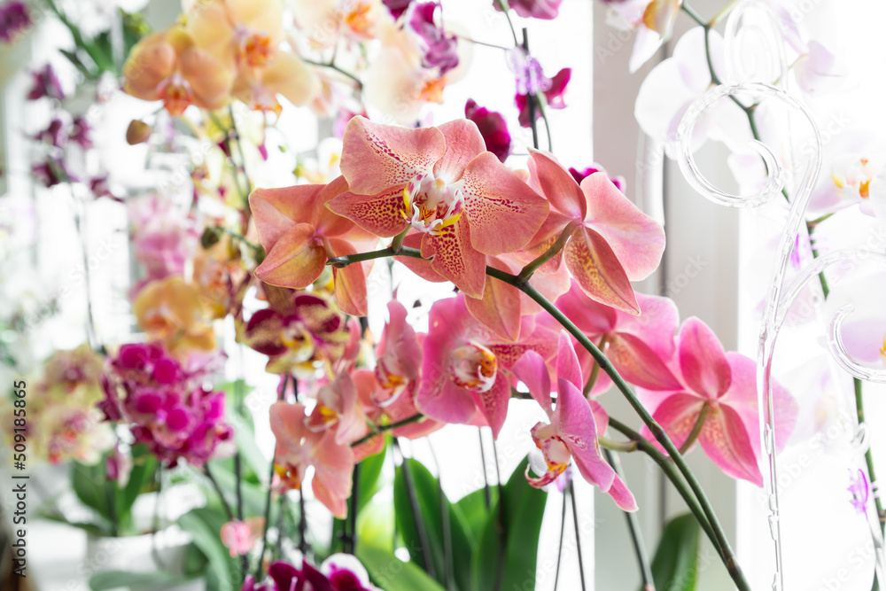 Colorful orchids phalaenopsis. Blooming orchids. Gardening hobby. Purple, pink, orange, red orchids blossom on window sill. Home flowers growth. 