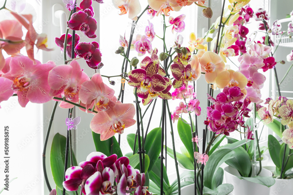 Colorful orchids phalaenopsis. Blooming orchids. Gardening hobby. Purple, pink, orange, red orchids blossom on window sill. Home flowers growth.  - obrazy, fototapety, plakaty 