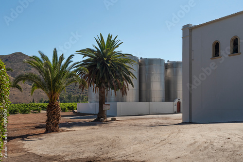 Robertson  Western Cape  South Africa. 2022. Palms  vines and stainless steel  fermentation tanks at a winery on the Robertson wine route.