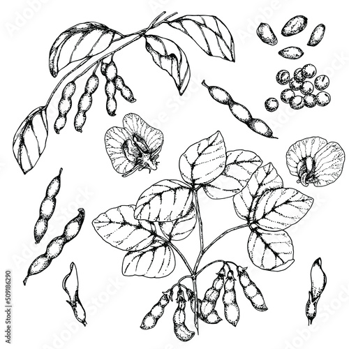 Soybean, plant with beans, leaves and flowers. Stock vector illustration. Hand drawing. Isolated on white. Black and white sketch. For product packaging, labels