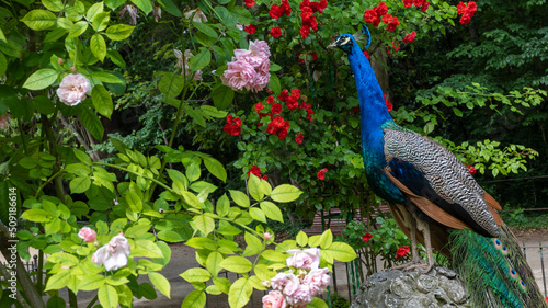 Hermoso y colorido pavo real rodeado de flores posado sobre una roca en los jardines de Campo Grande de Valladolid durante la primavera