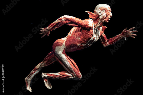 Model of a Human for studying the anatomy of muscles. photo