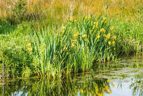 Close up of blooming Yellow Flag, Iris pseudacorus, in natural habitat on the banks of the swamp and ditch side with fresh green leaves and yellow flowers with reflection in the water of the ditch