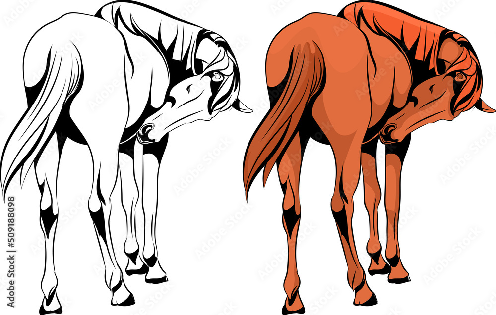 Fototapeta premium Realistic horse standing illustration sketch and color