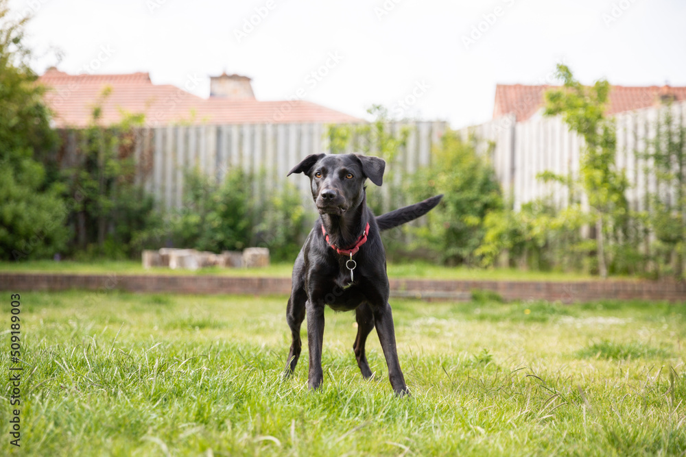 Happy black labrador boarder terrier with red collar in green garden with fence Happy black labrador boarder terrier with red collar in green garden with fence