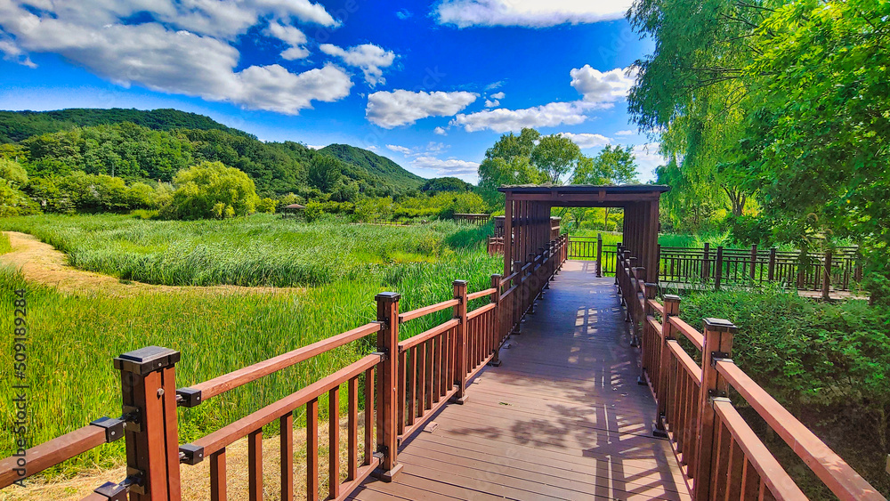 Fototapeta premium 습지