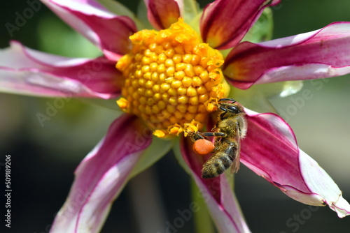 Biene auf einer Dahlienblüte photo