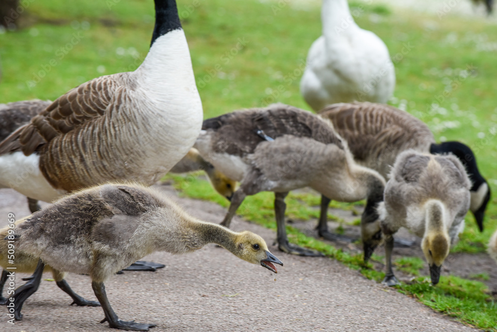 Baby goose chicks or goslings feed at the river bank protected by adult geese Baby goose chicks or goslings feed at the river bank protected by adult geese